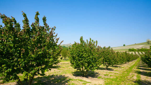 Hazel cultivation from Langhe region, Italy. Italian agriculture. Unesco world heritage site.